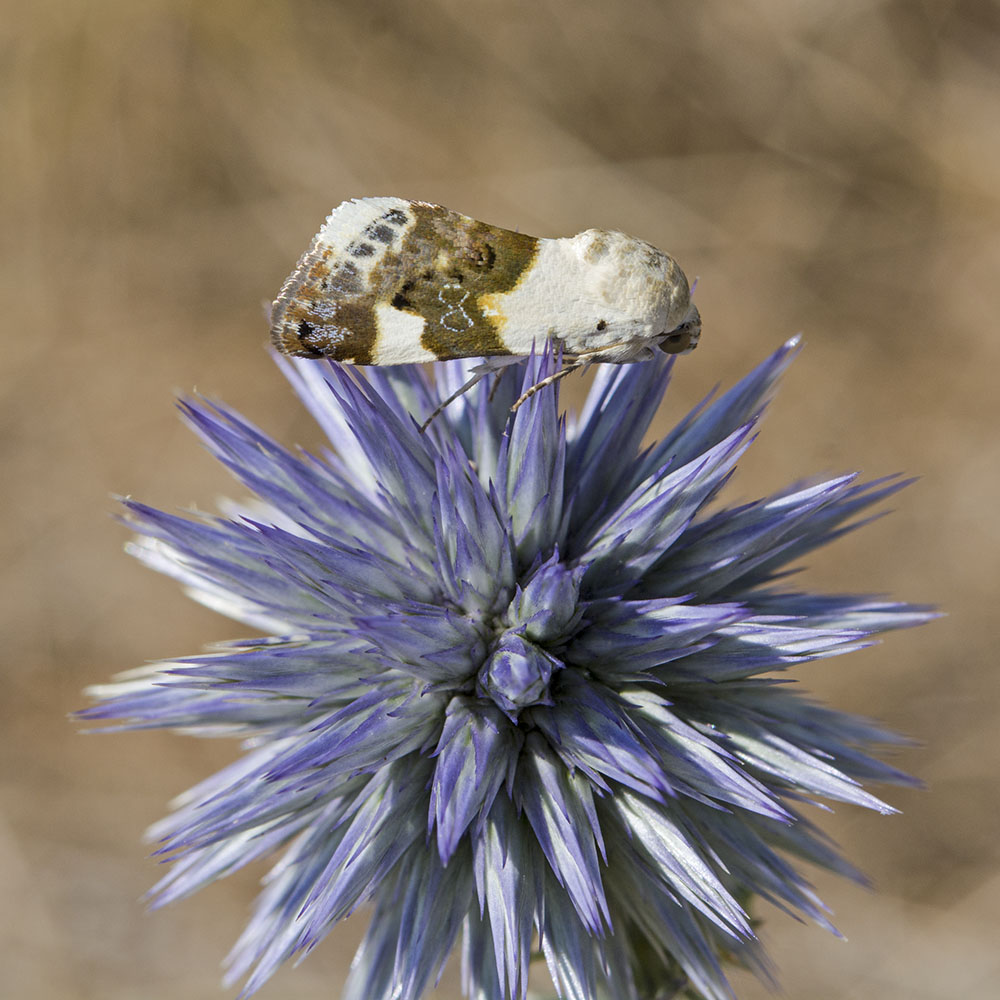 Acontia lucida